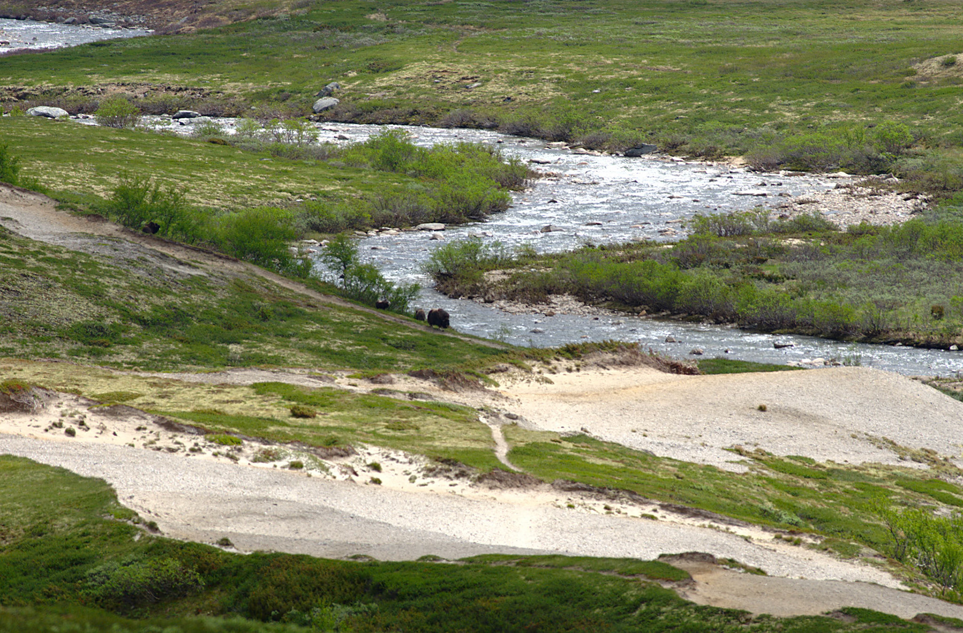 Moskus i Stroplsjødalen
