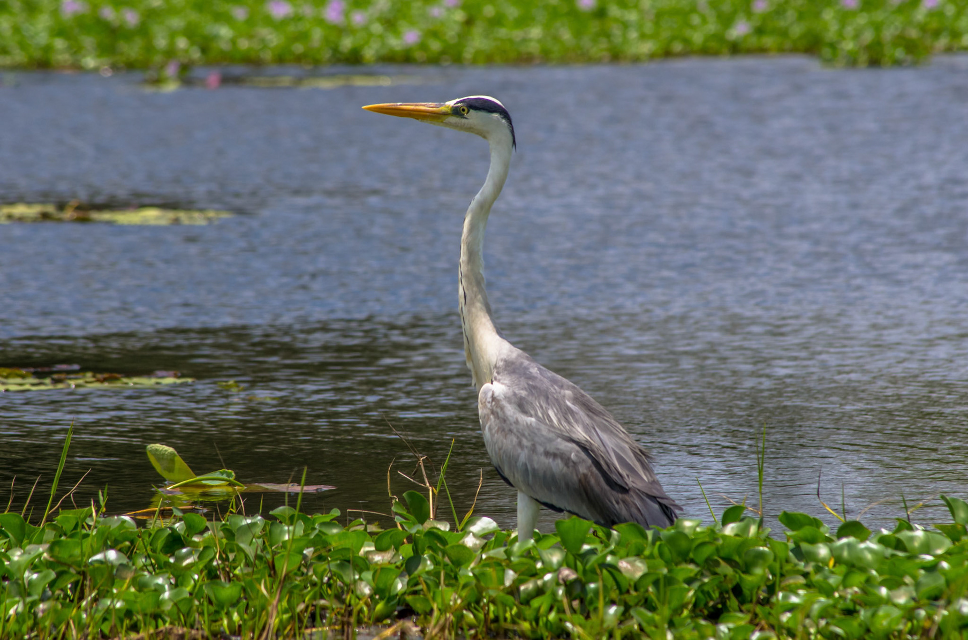 Gråhegre (Sri Lanka)