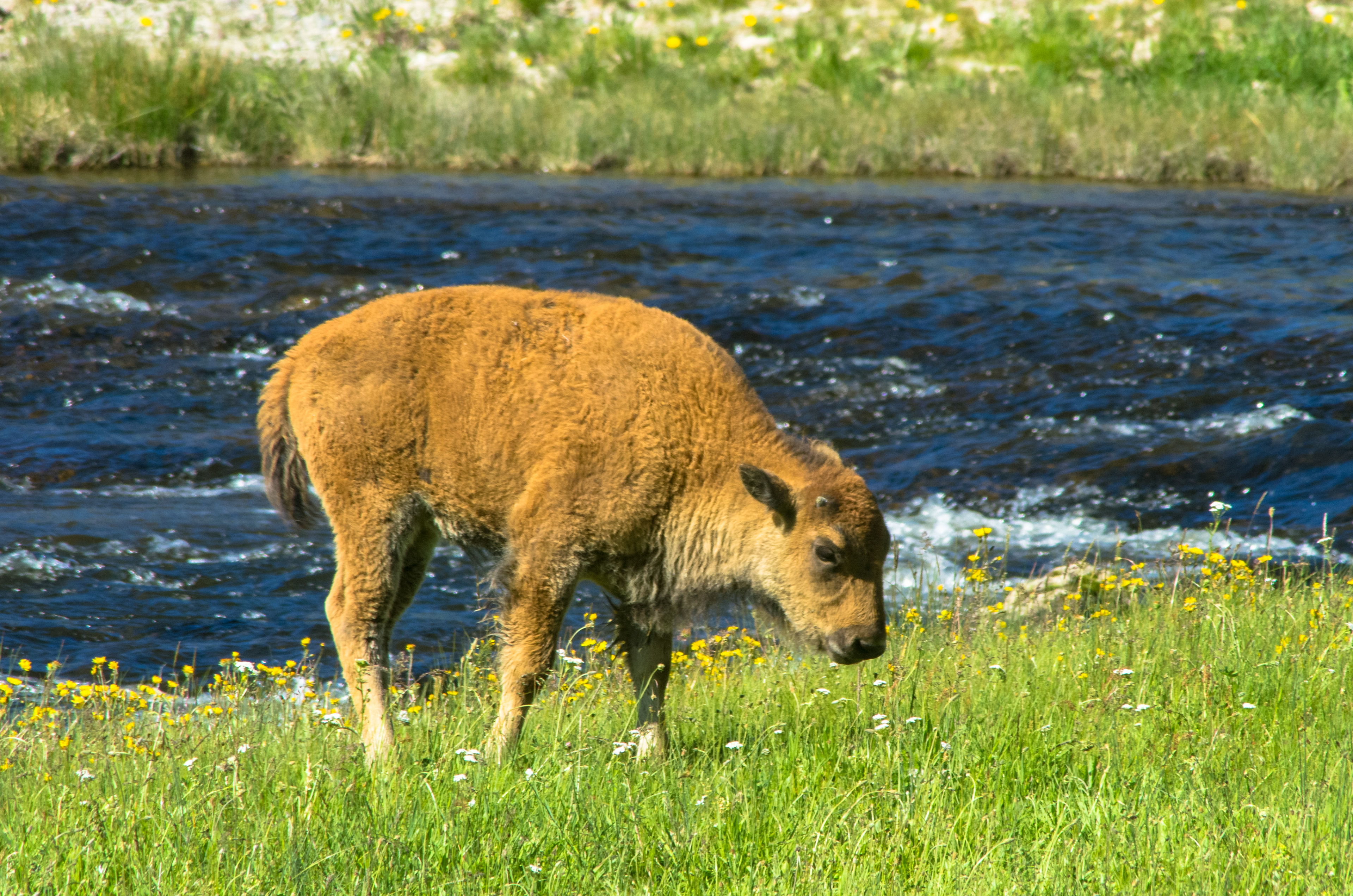 Bison (Wyoming)