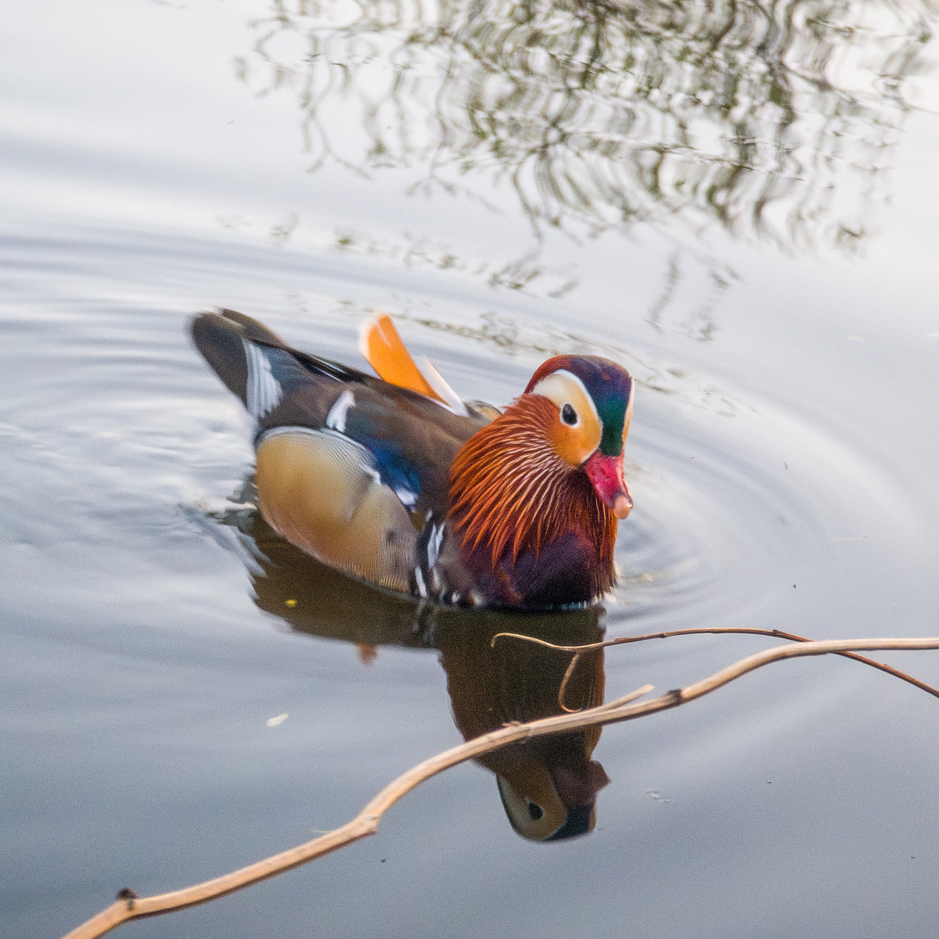 Mandarinand (Stockholm)