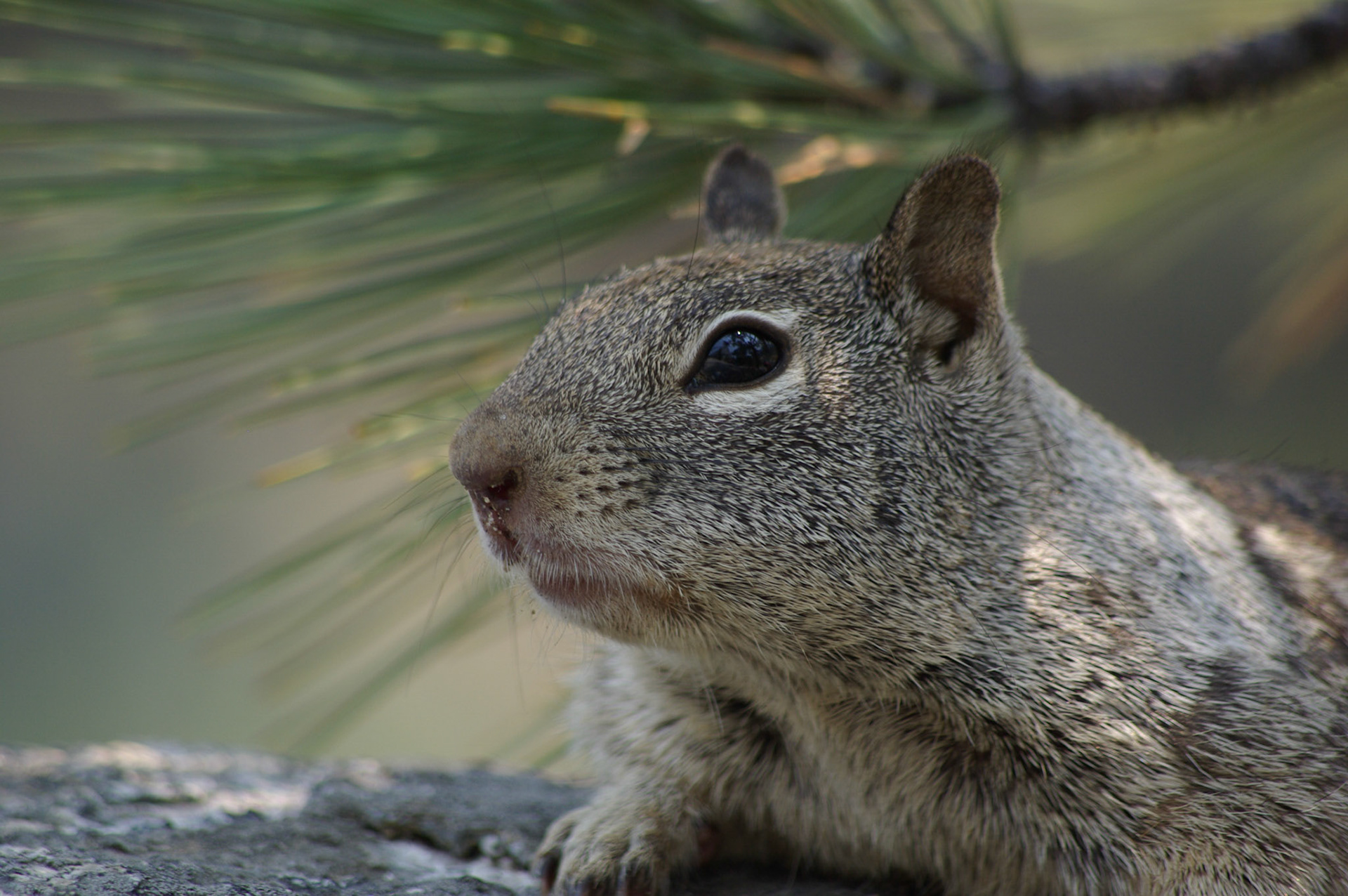 California ground squirrel