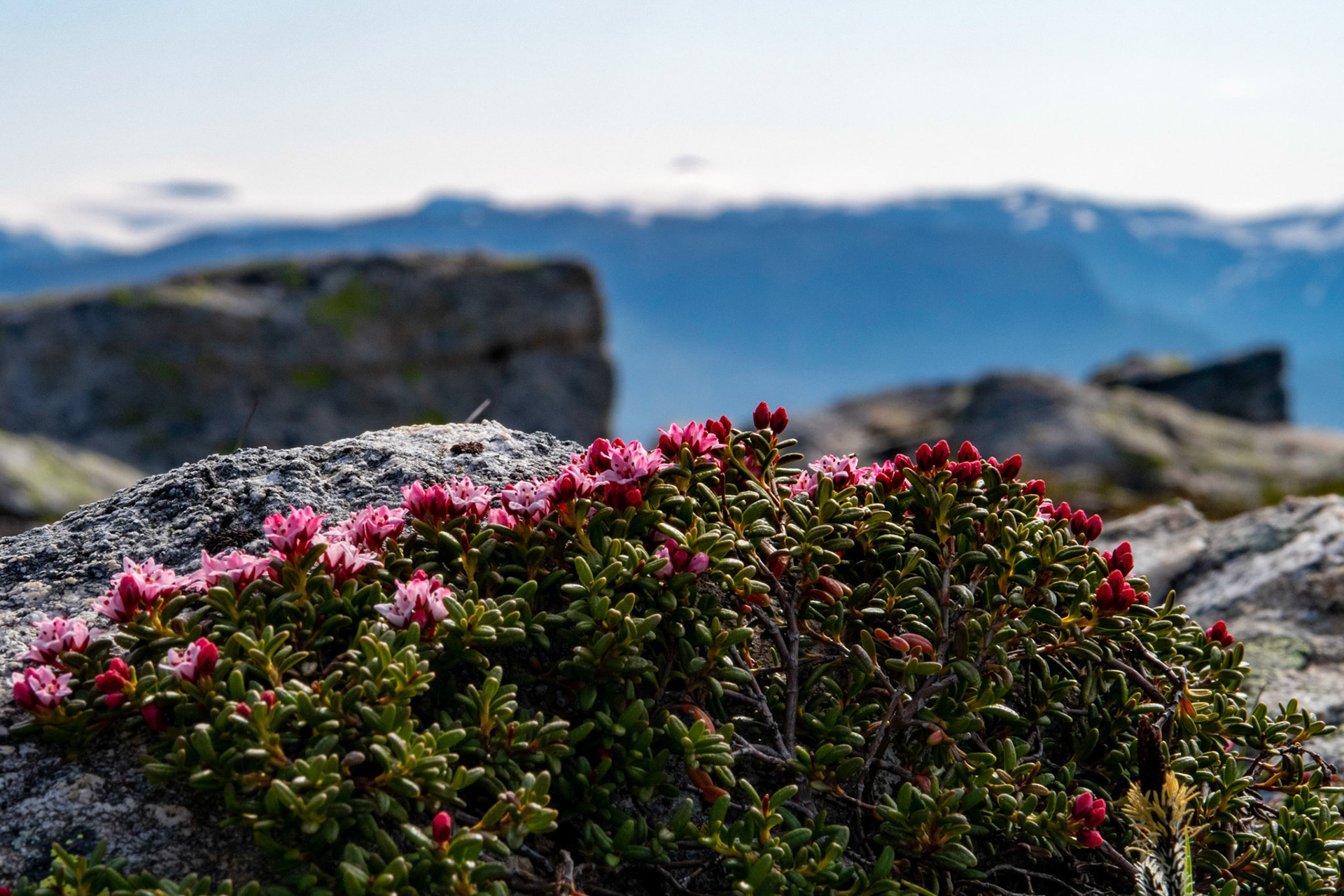 Greplyng på Storevarden