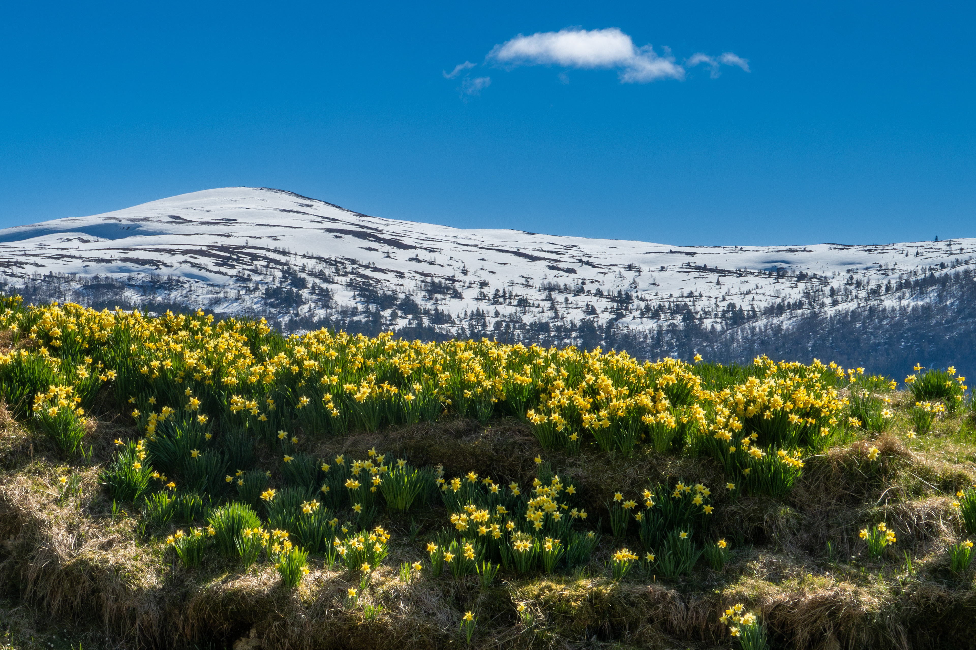 Påskeliljer ved Åsane. Mot Haugsvarden