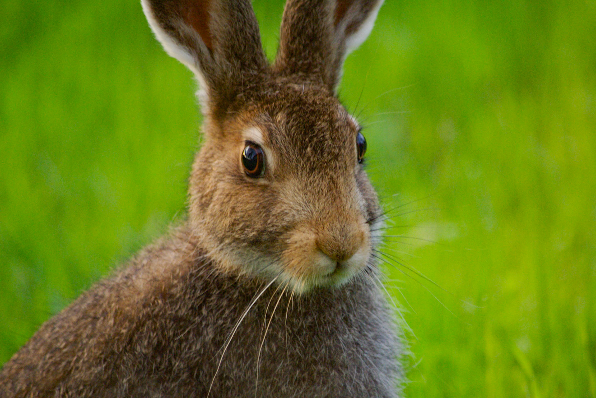 Hare