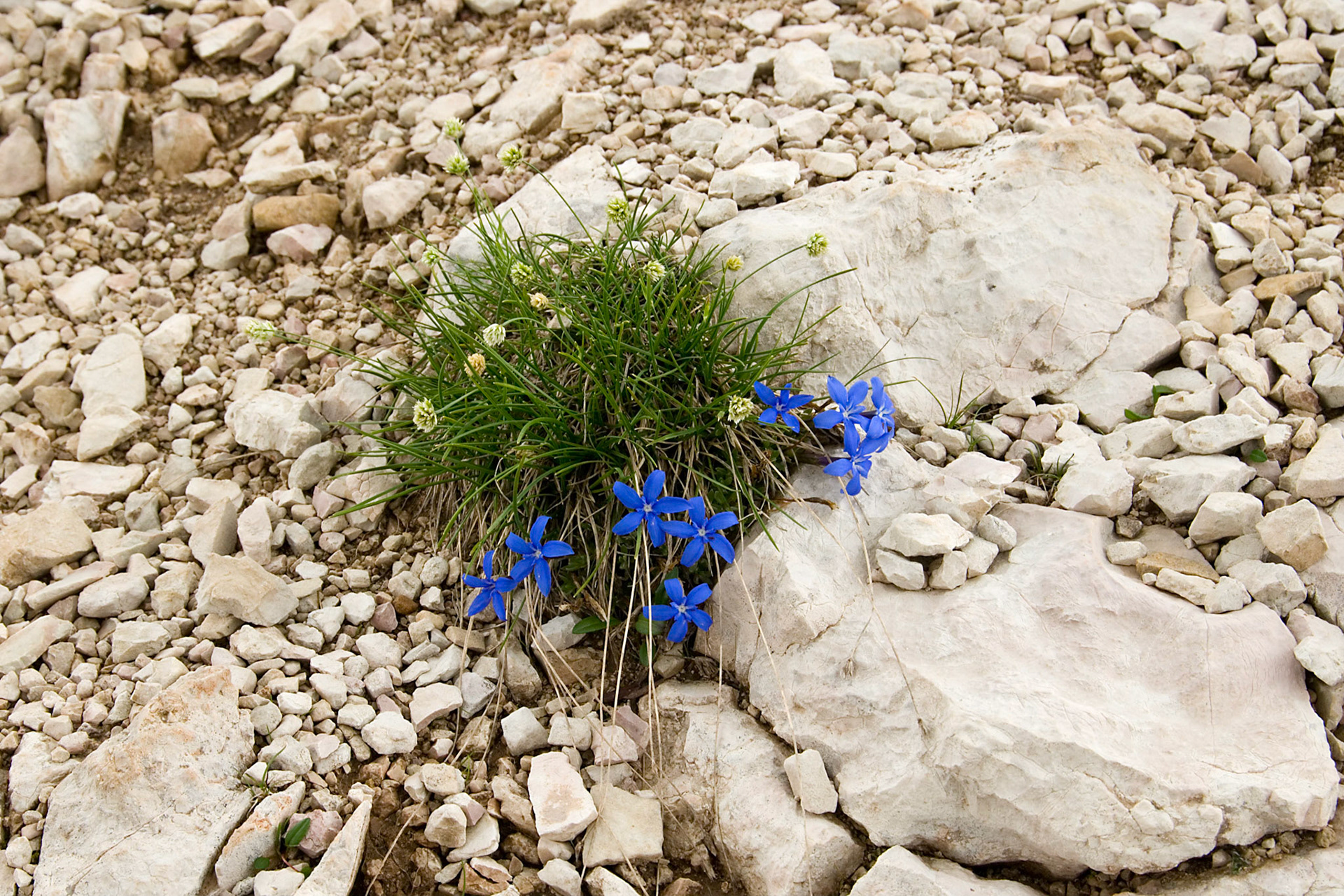 Passo di Giau, vårsøte