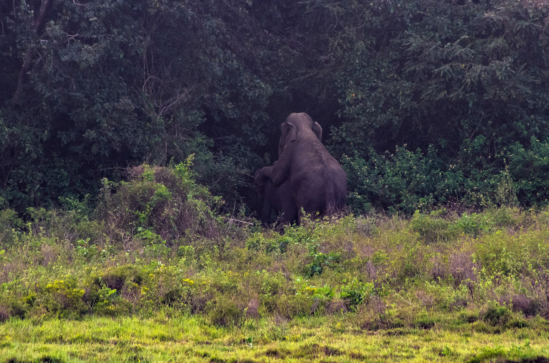 Elefant (Sri Lanka)