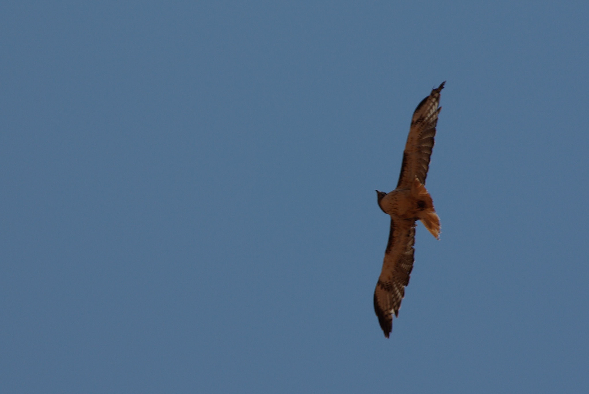 Red tailed hawk (Utah)