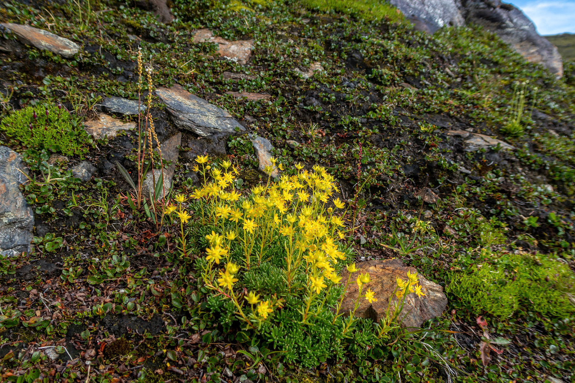 Gulsildre og Harerug ved Sverjesjøhøa