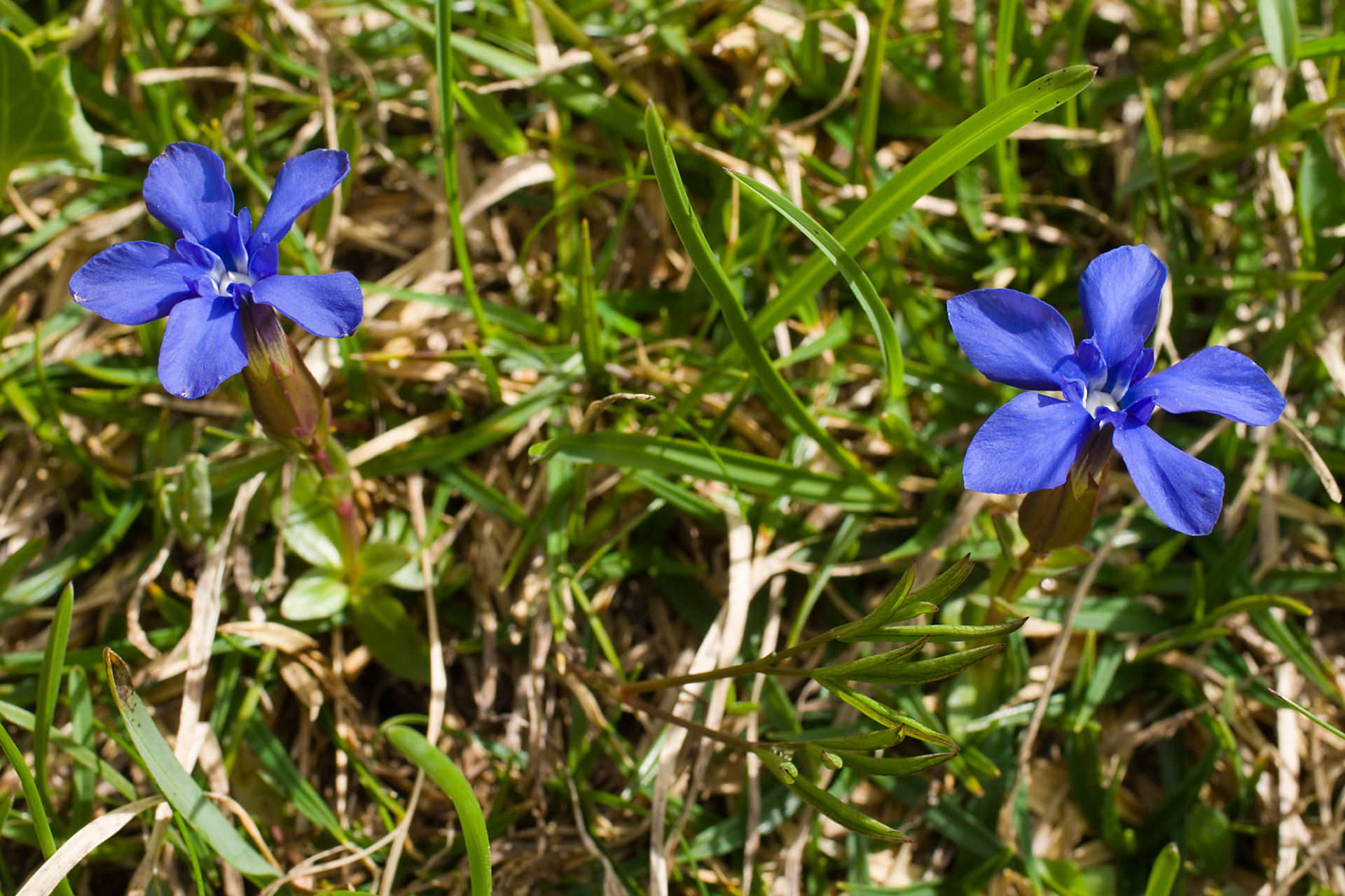 Passo di Giau, vårsøte