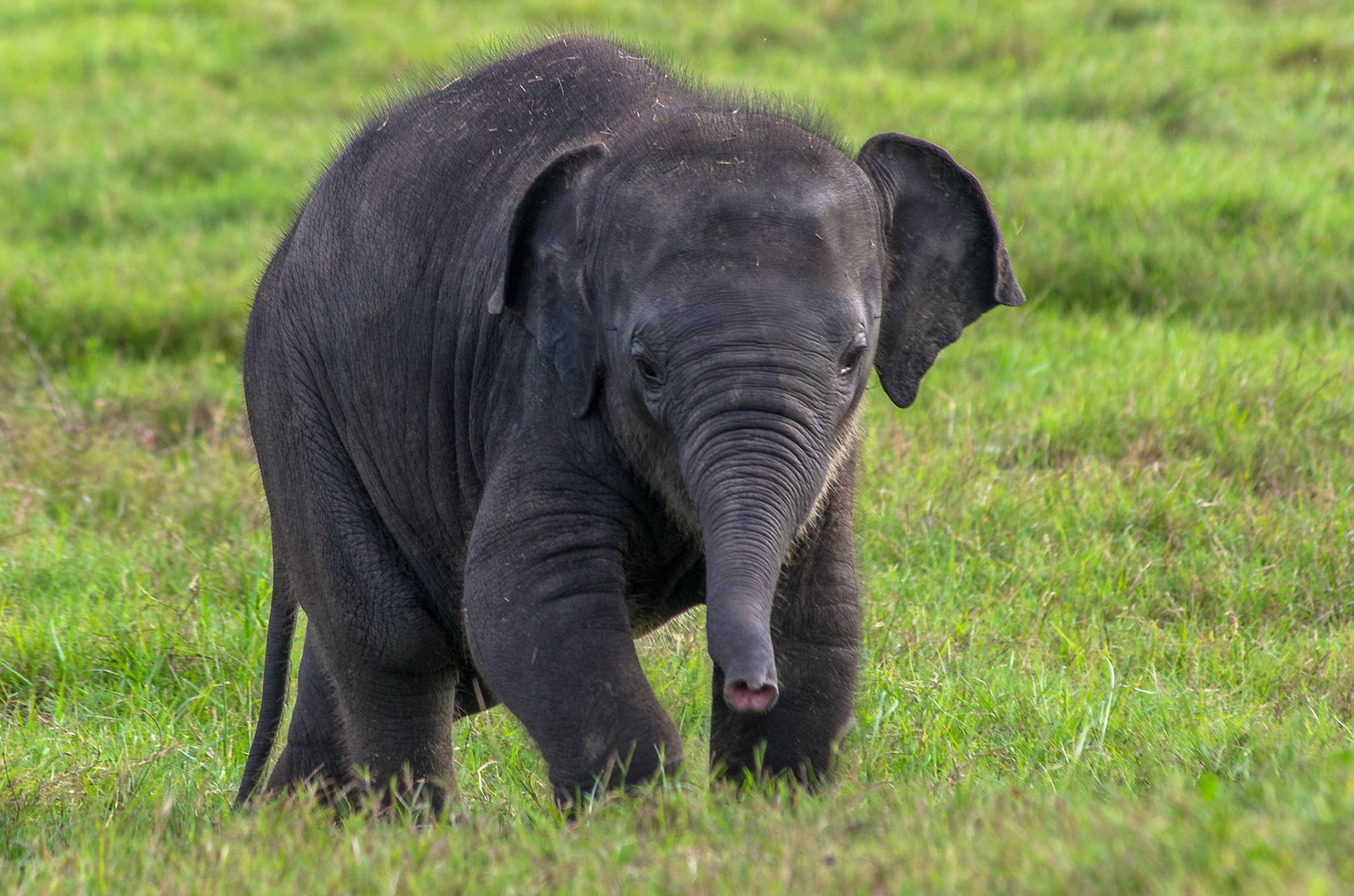 Elefant (Sri Lanka)