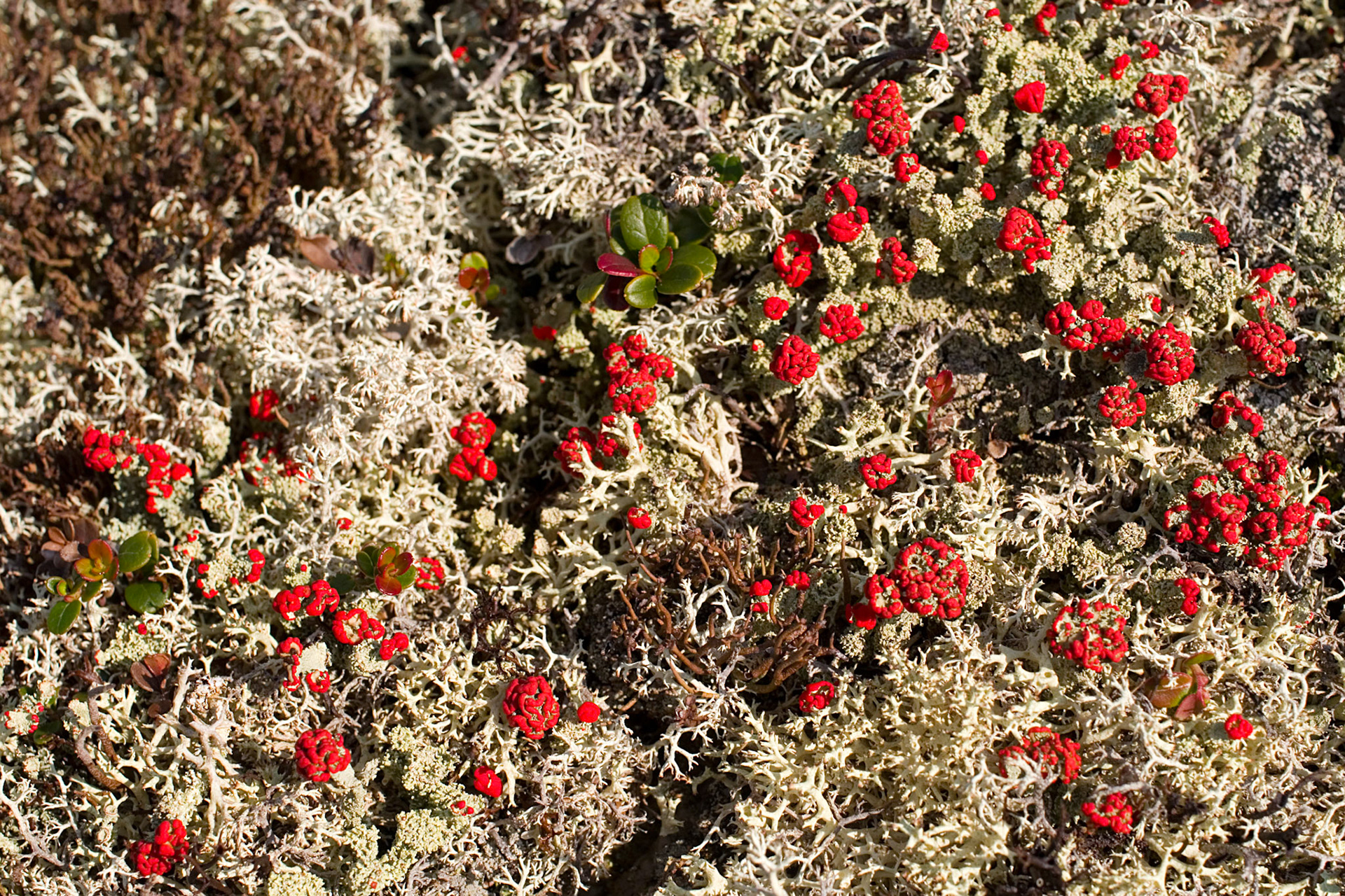 Blomsterlav og lys reinlav