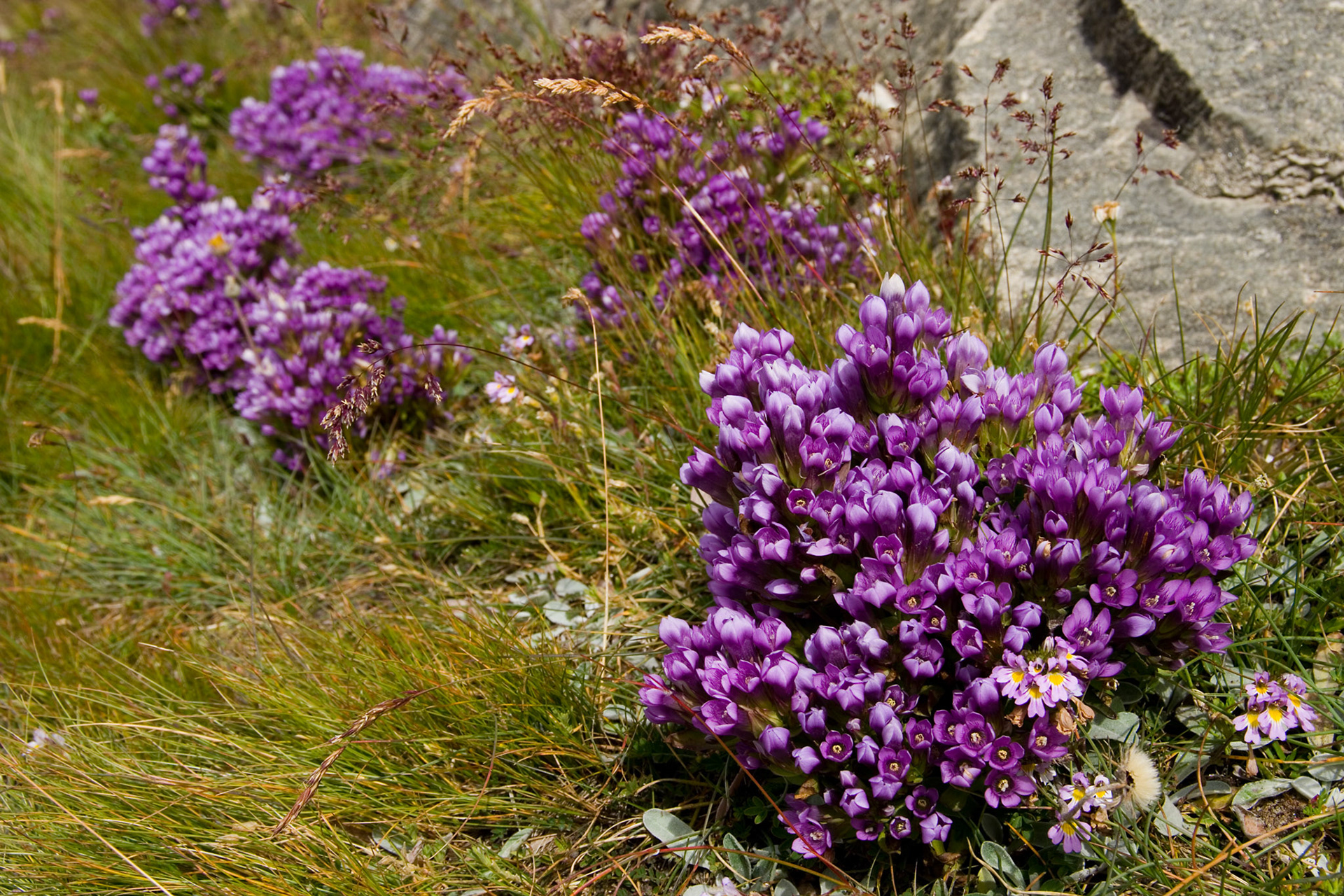 Bakkesøte ved Gornergrat