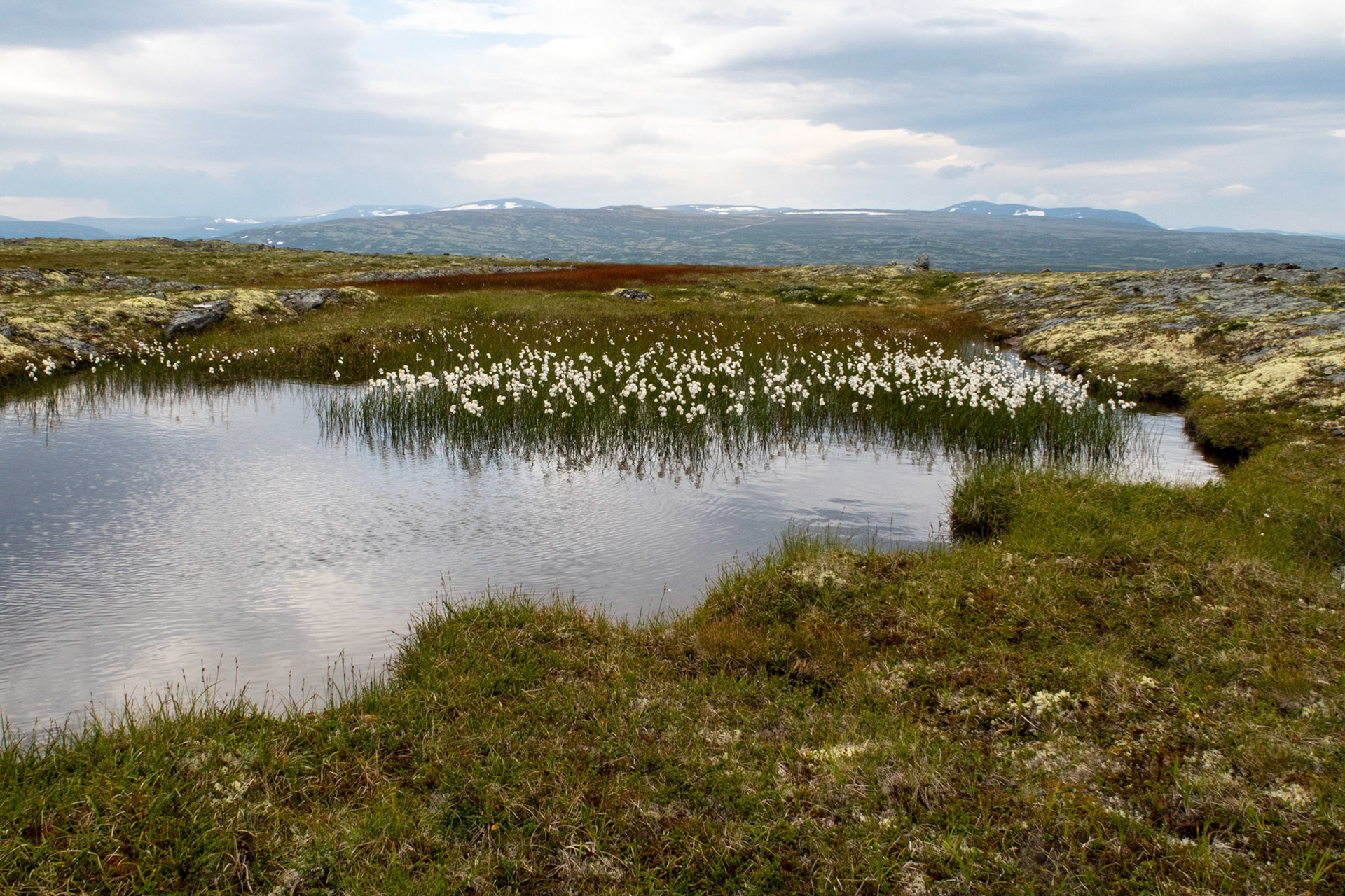 På Næringhøa i Oppdal