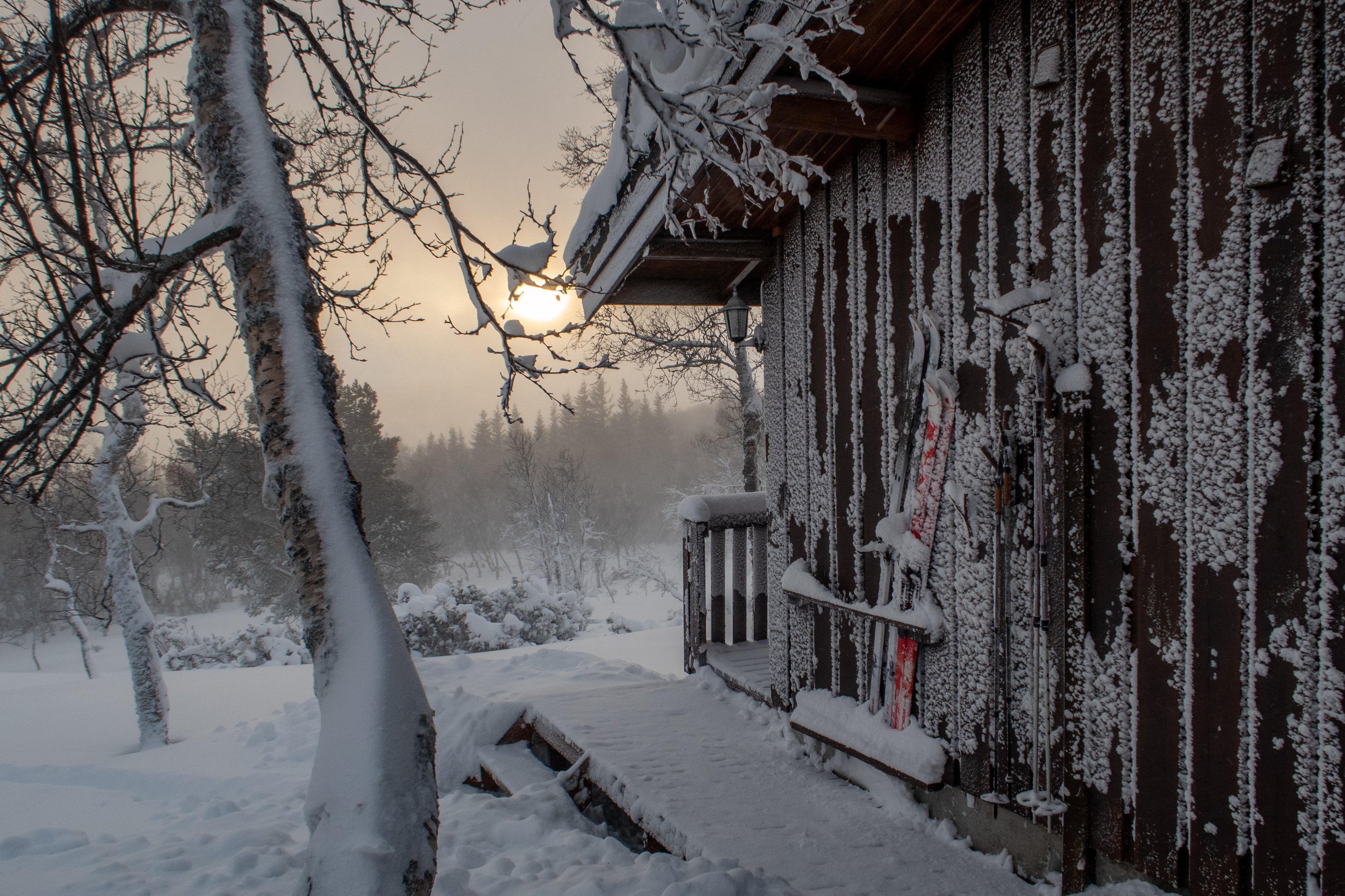 Birkebu