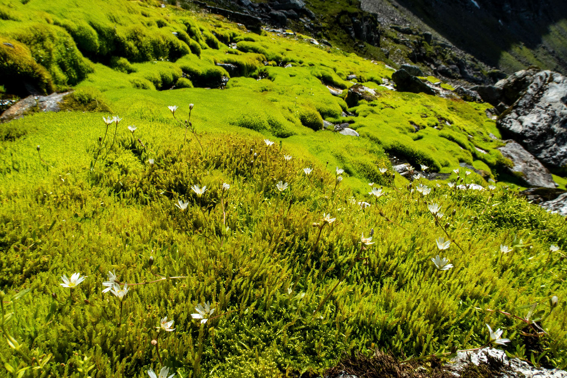 Kildemose og fjellarve i Breidalen i Gloppen