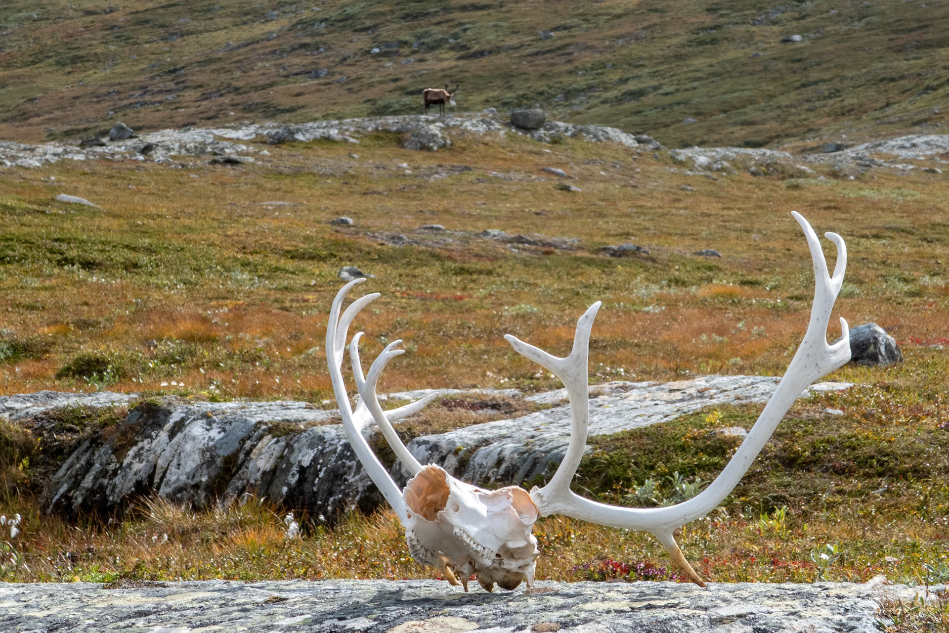 Ved Småtta