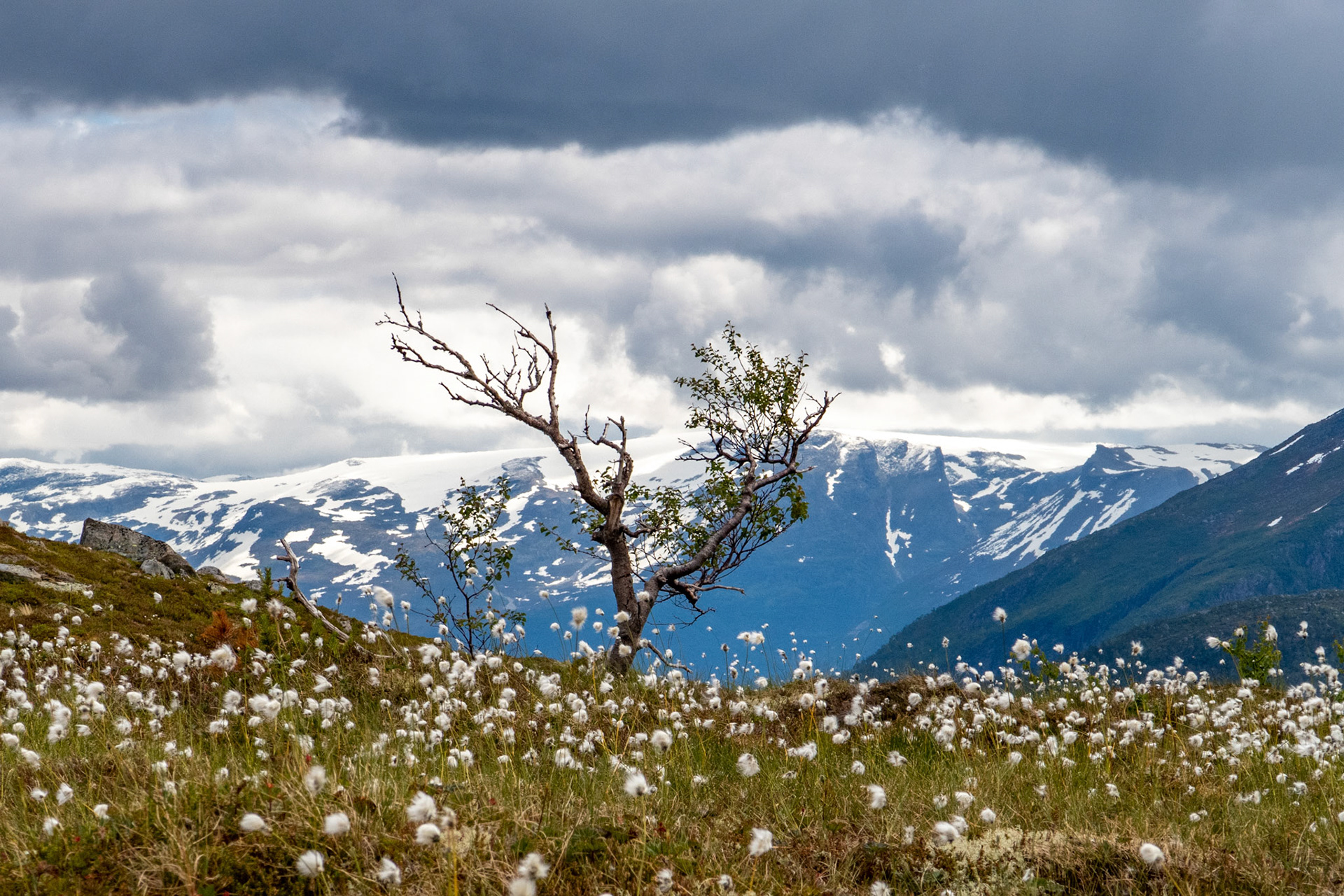 På Arnestadsfjellet