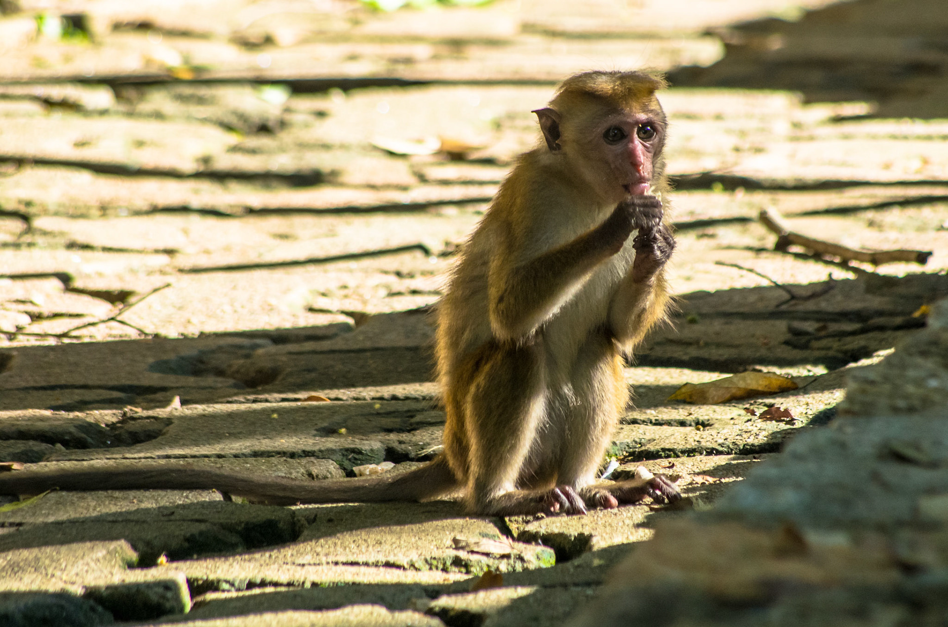 Toque macaque (Sri Lanka)