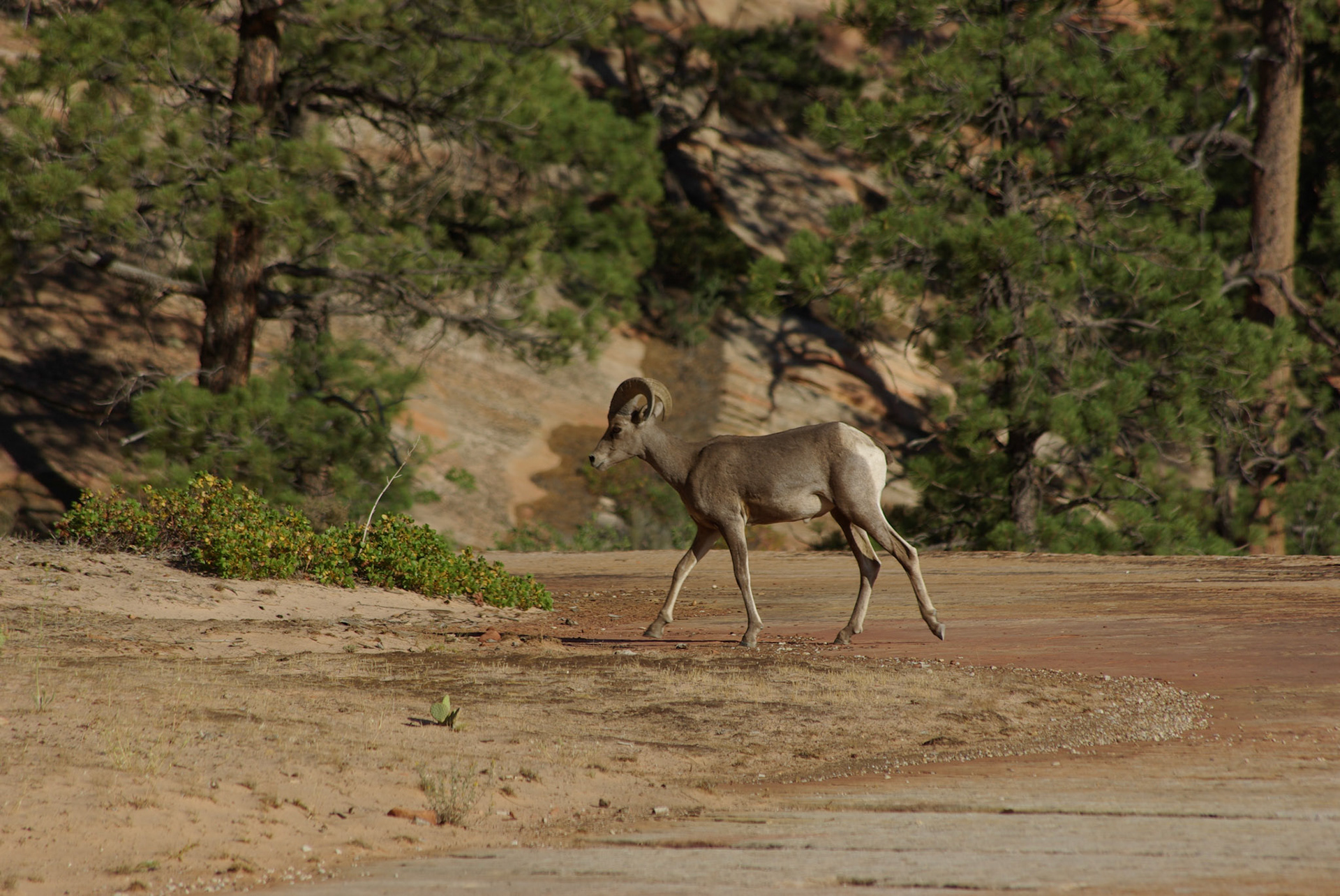 Mountain sheep (Utah)