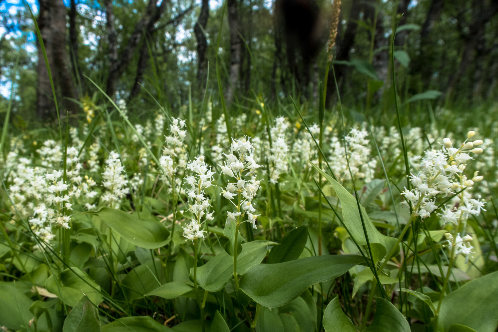 Maiblomst i Gisnadalen