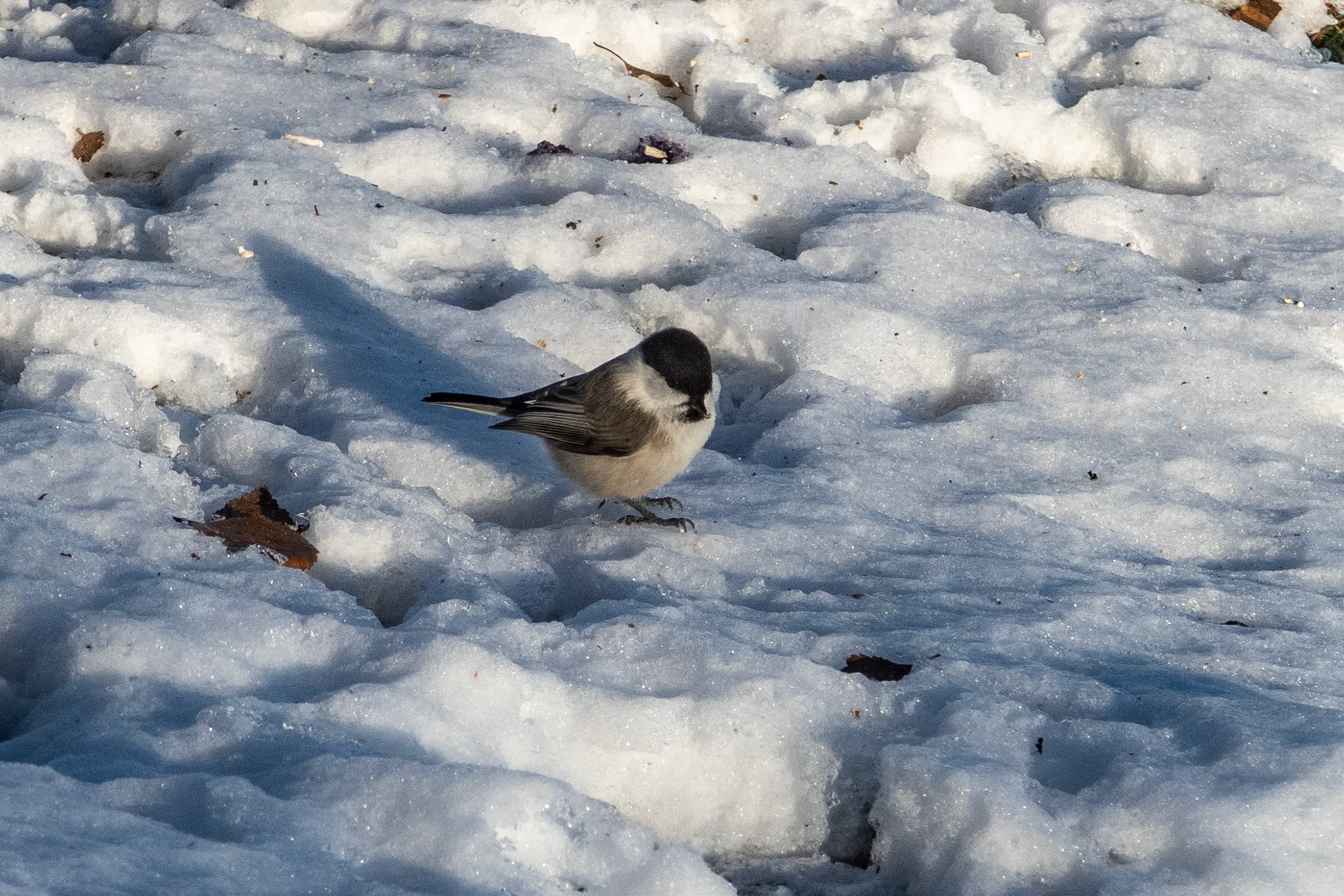 Granmeis (Løvmeis?)