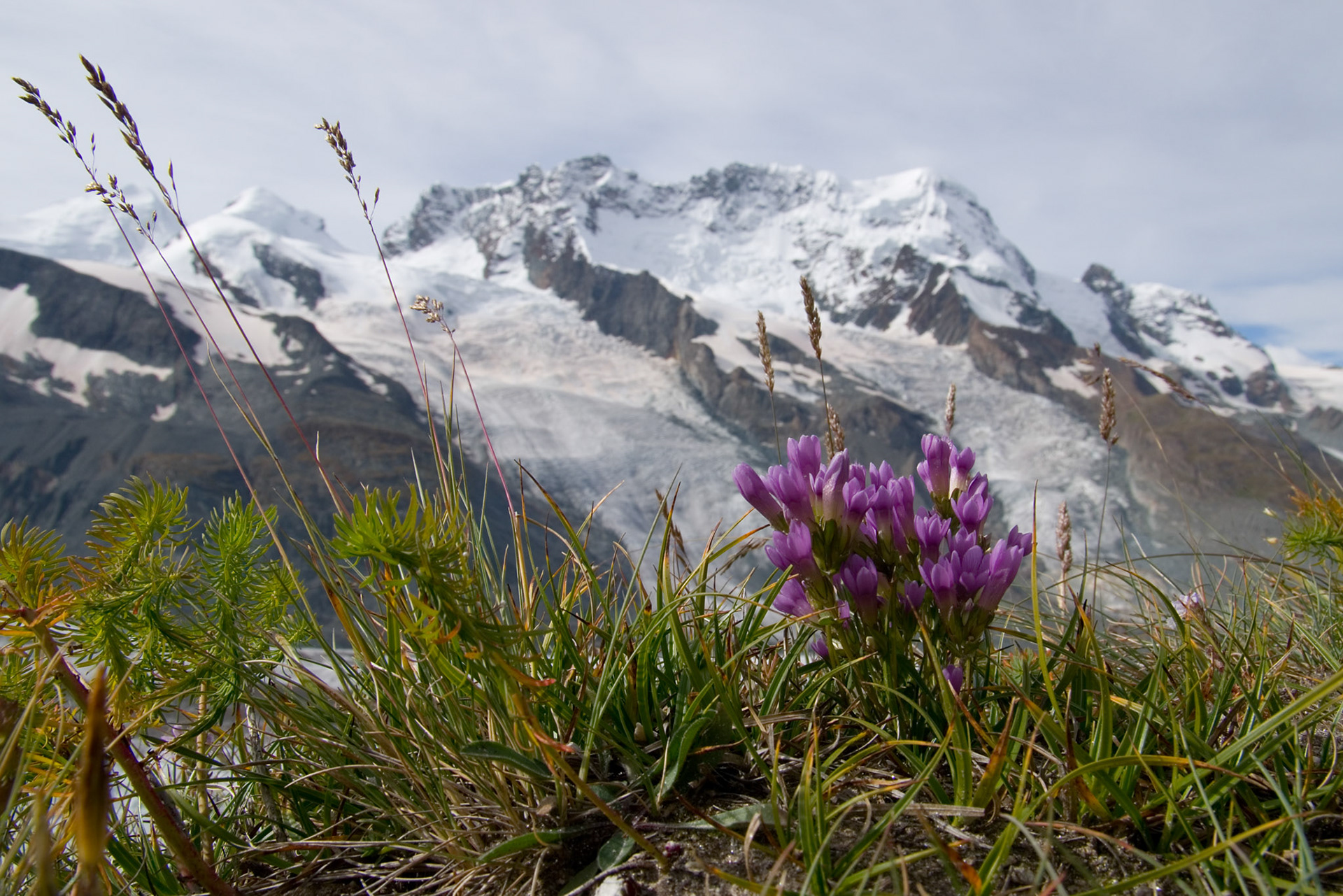 Bakkesøte, Castor og Pollux
