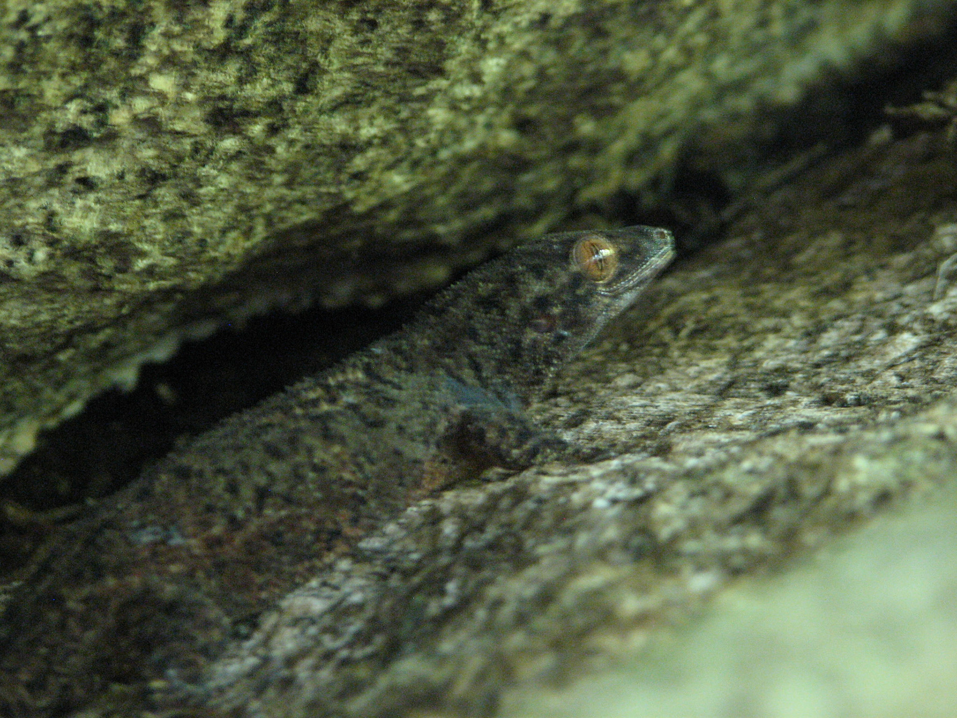 Golden eyed gecko (Seycehellene)
