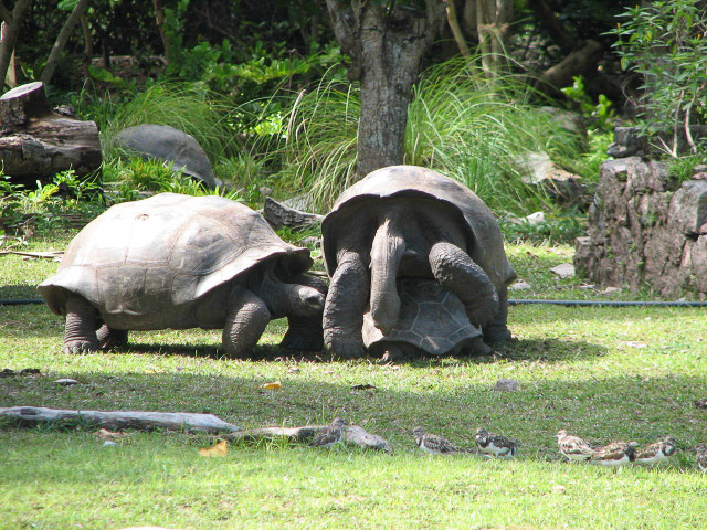 Aldebra kjempeskilpadde (Seychellene)