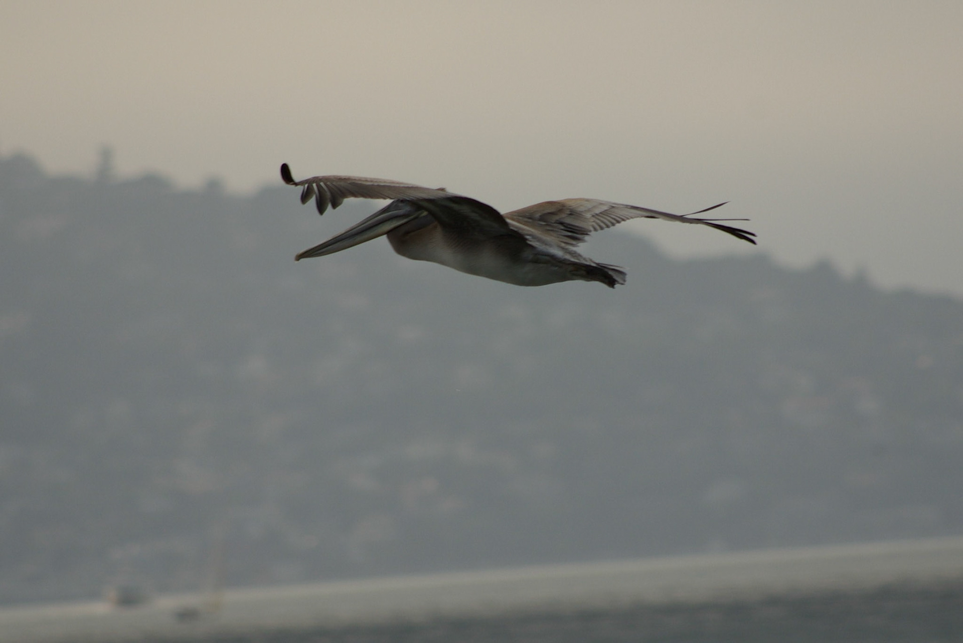 Brunpelican (California)