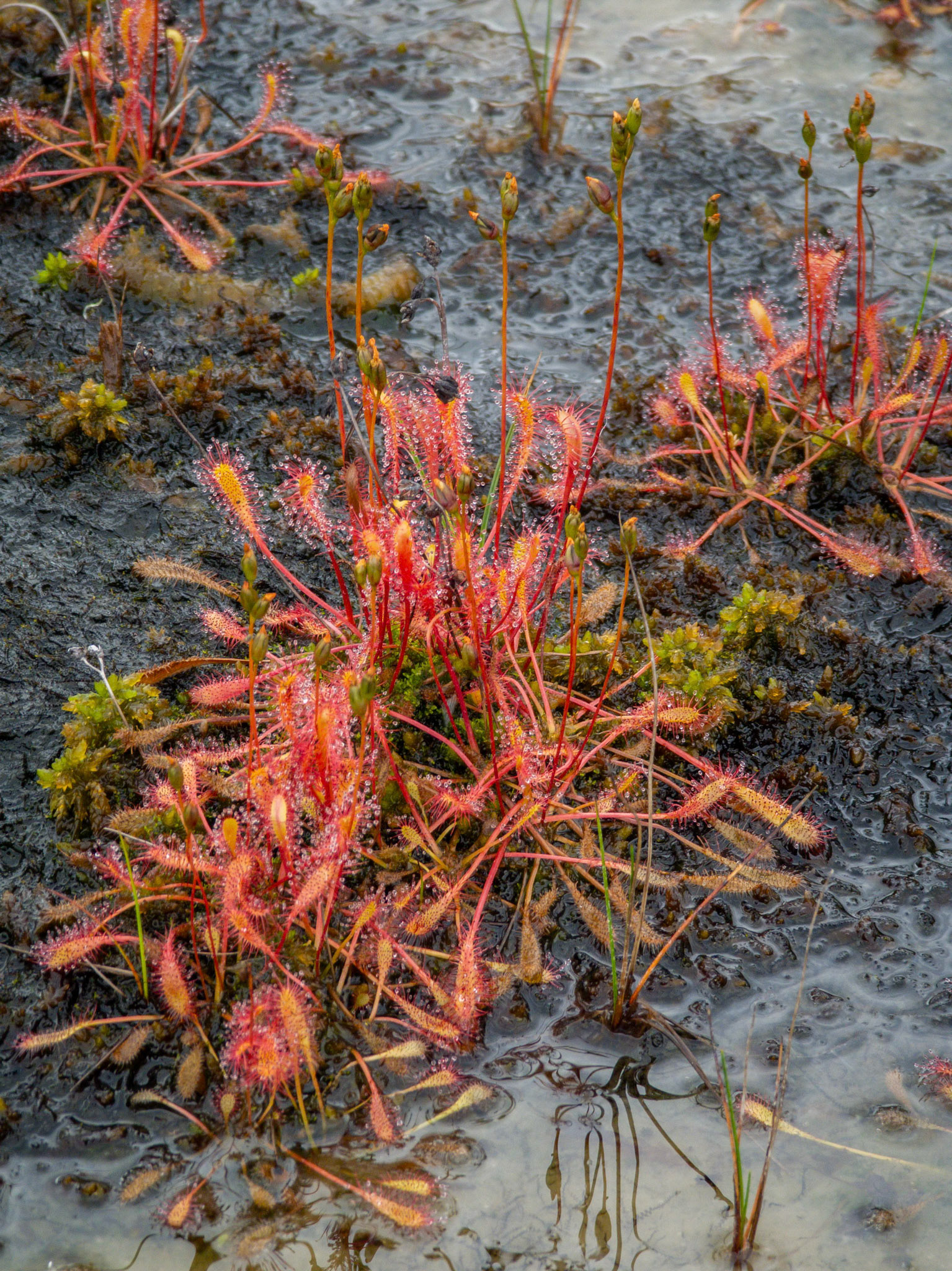 Smalsoldugg ved Dimma