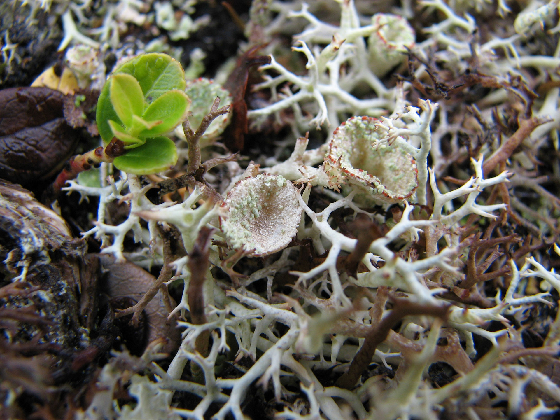 Begerlav, lys og grå reinlav