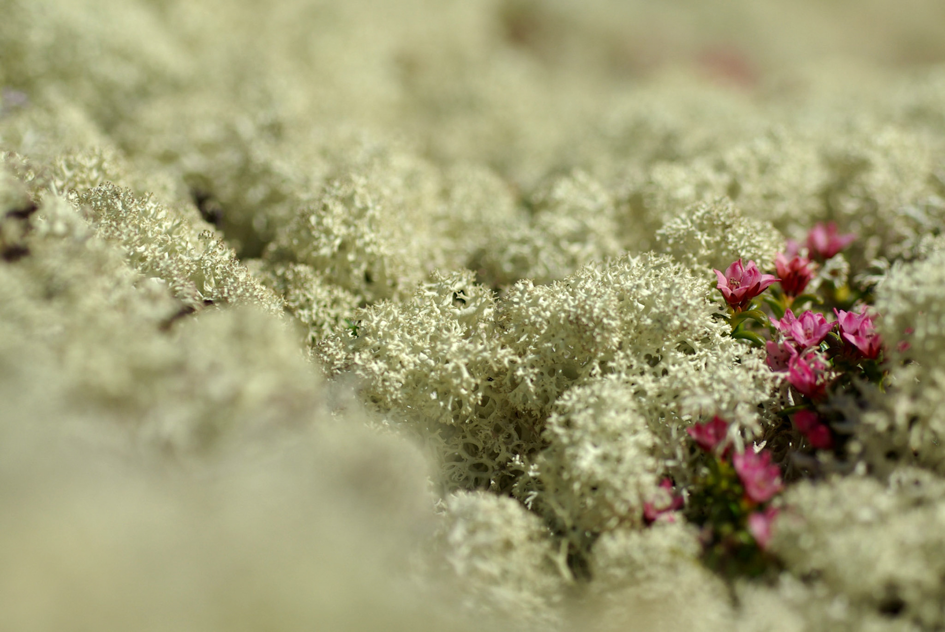 Kvitkrull og greplyng