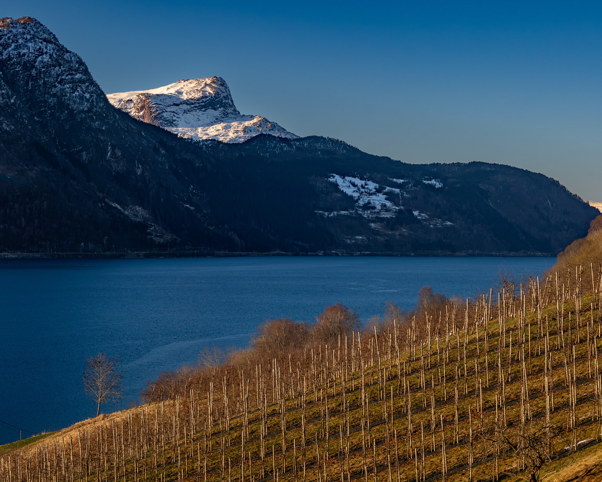 Hyeneshesten fra Vereide
