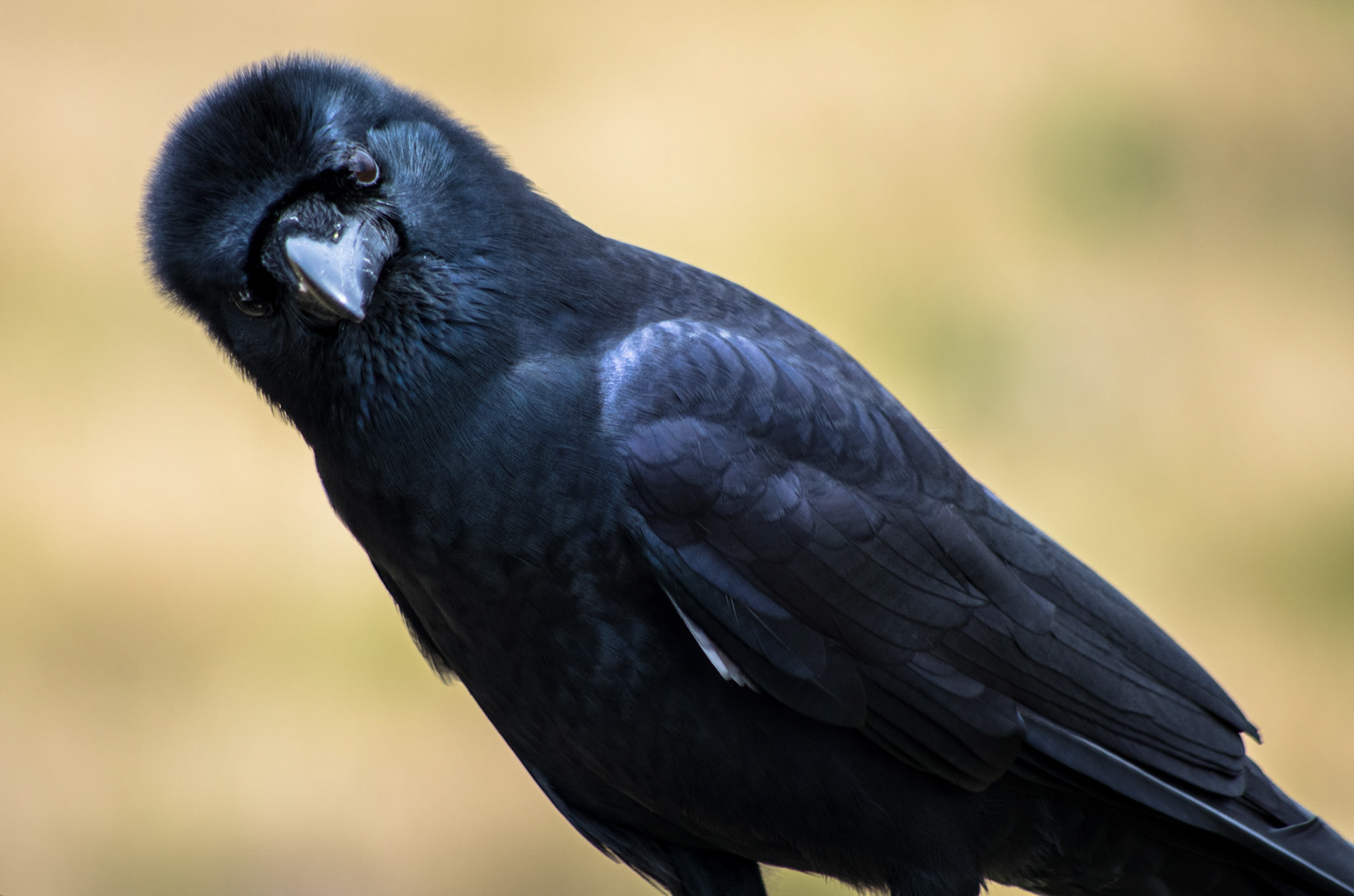 Tykknebbkråke (Sri Lanka)