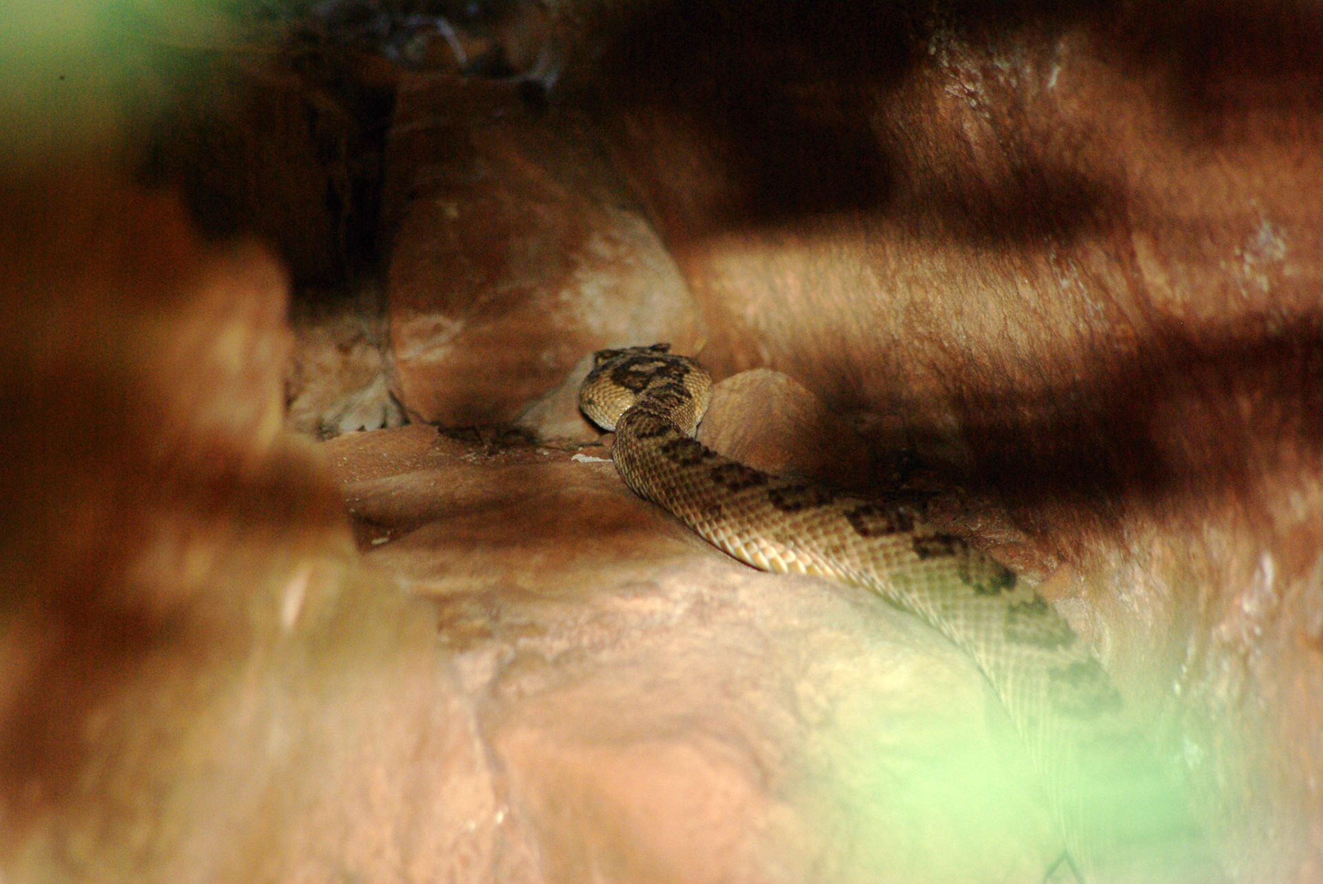 Klapperslange (Utah)