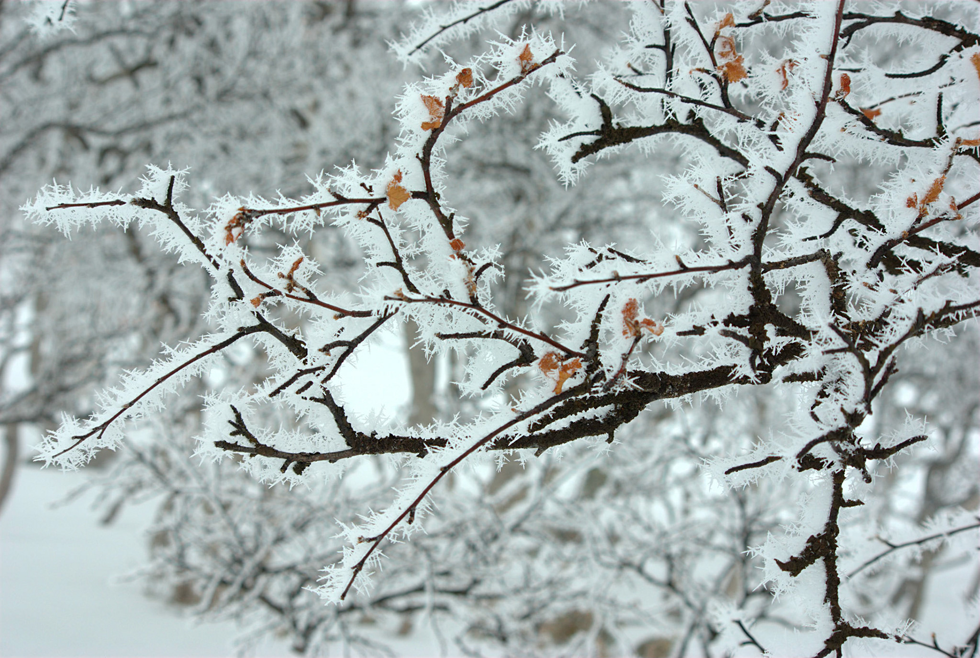 Vinter på Vora