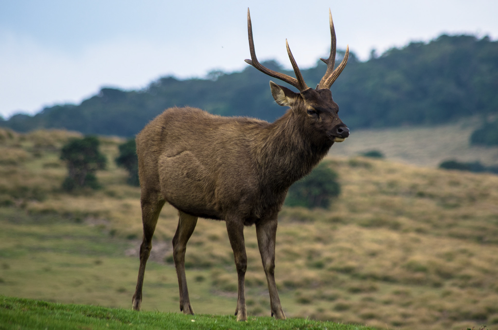 Sambarhjort (Sri Lanka)