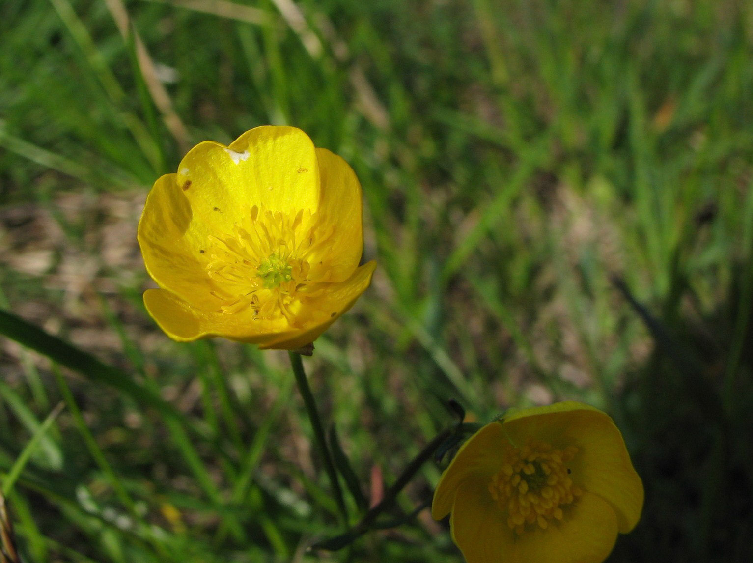 Engsoleie, Smørblomst