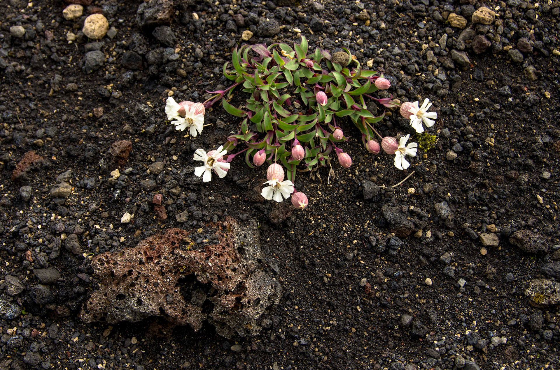 Strandsmelle, Hekla, Island