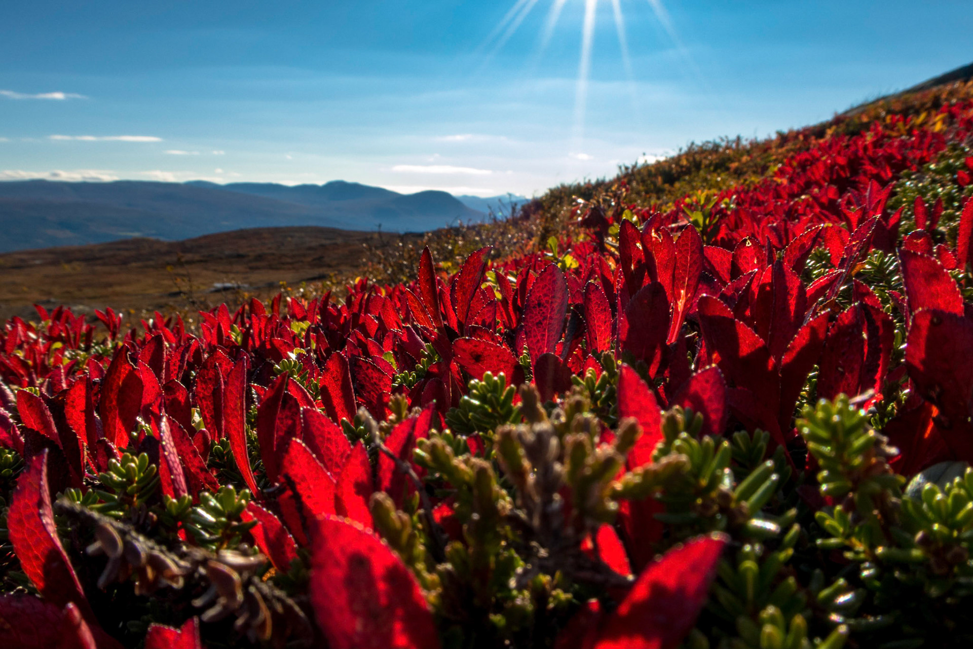Rypebær på Vora i Oppdal