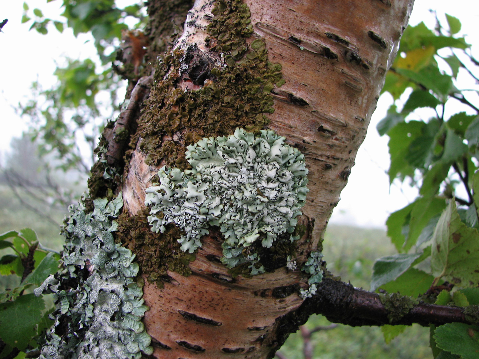 Snømållav og kvistlav
