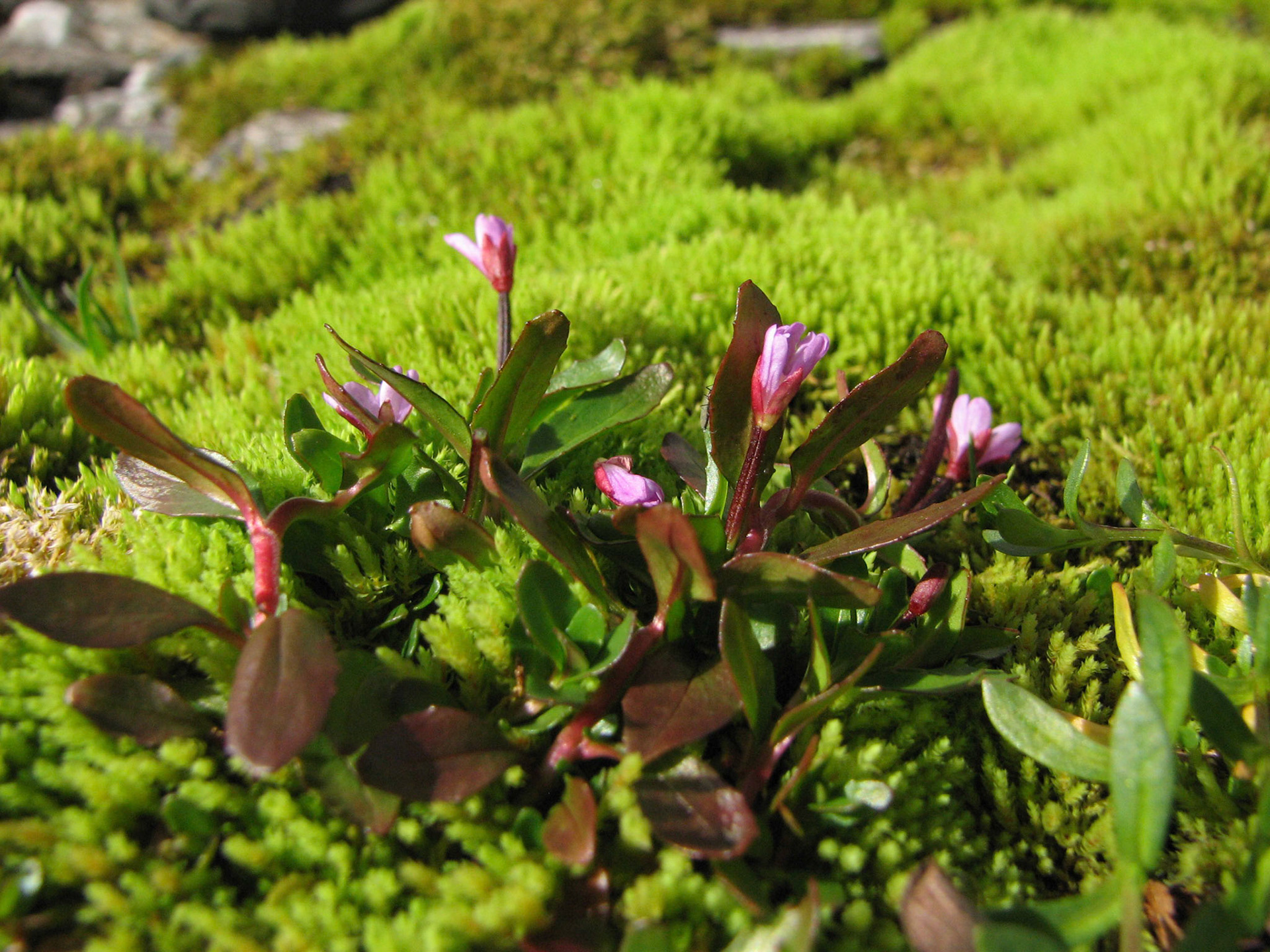 Dvergmjølke på kildemose