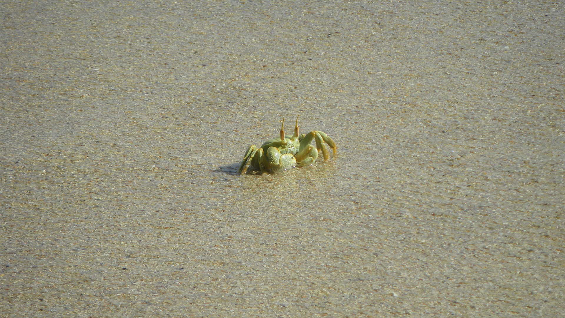 Ghost crab (Seycehellene)