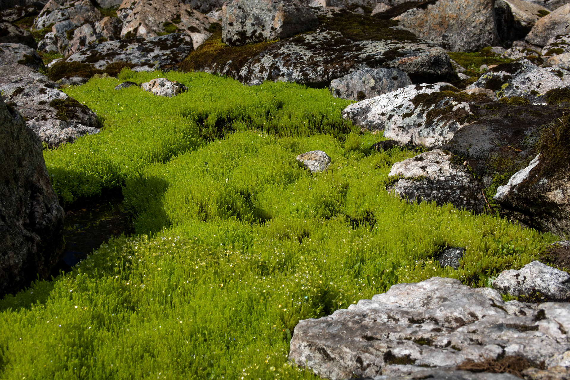 Kildemose i Befringsdalen
