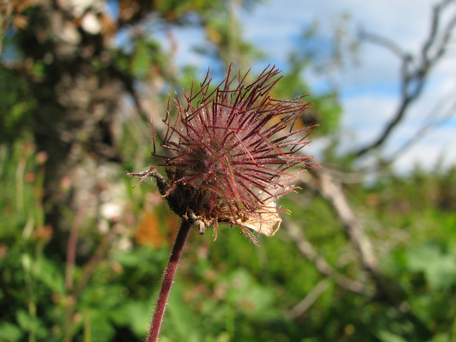 Enghumleblomst