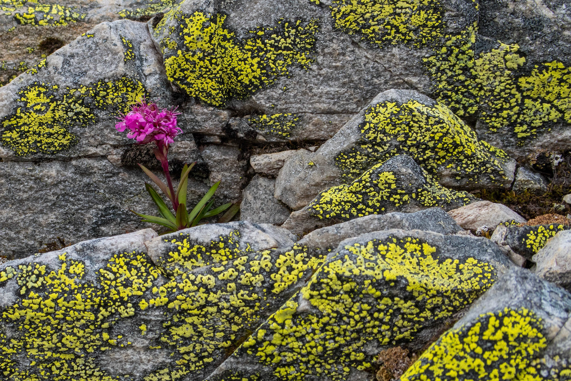 Fjelltjæreblom på Holsegga
