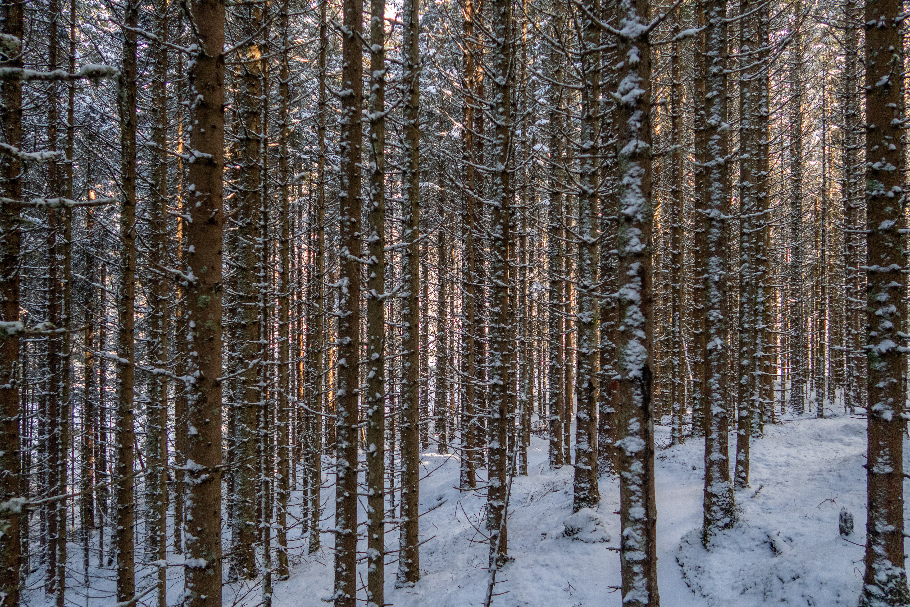 Åsebøskogen i Gloppen