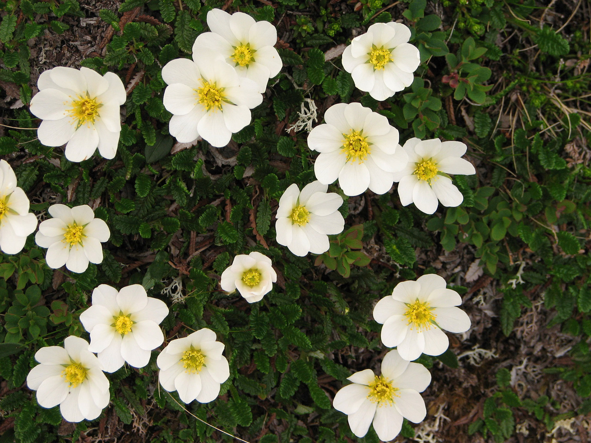 Reinrose