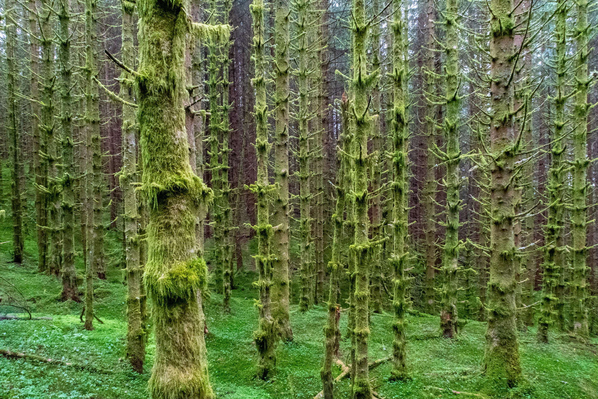 Grønholten ved Dale i Sunnfjord