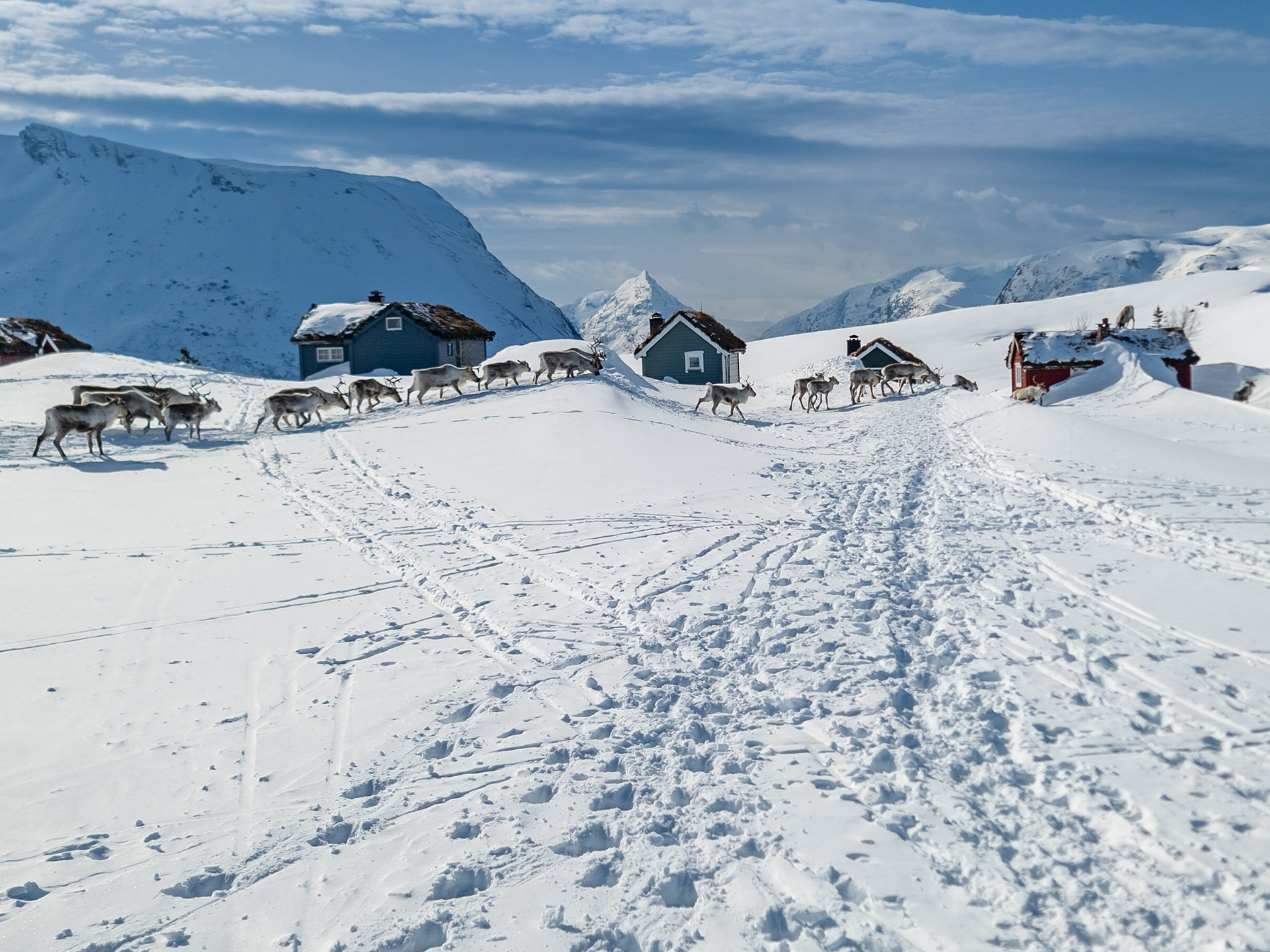 Villrein ved Støyvastøylen